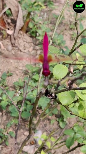 This Red Dragonfly Might Disappear Forever | Close-Up of a Red Dragonfly | DRD Diaries #shorts