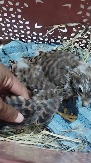 broken wing 😭 #falconry #alapalap #sapi #kastrel #falcon