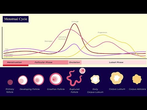 The Menstrual Cycle | Simplified | Class 12