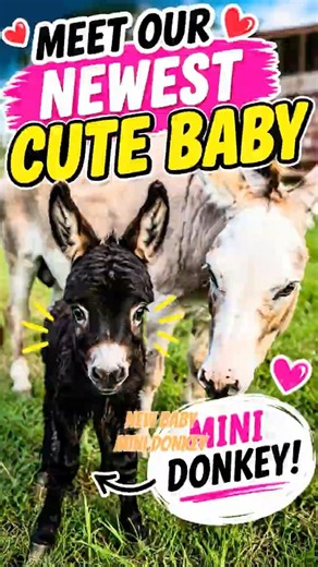 Meet Our NEW Baby Mini Donkey! 🥹❤️