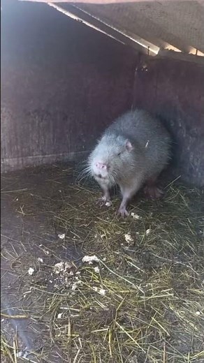 Aggressive Nutria🤨🤔#shorts