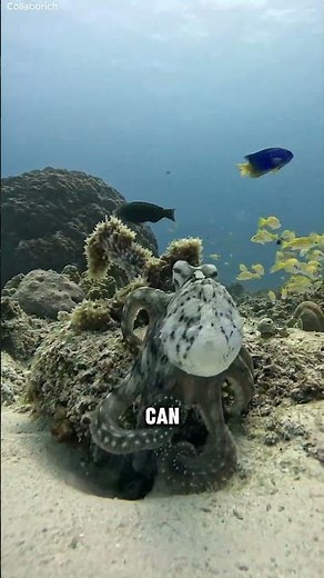 Mimic Octopus Master of Disguise 🐙