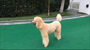 As you can see from this evenings playtime all the poodles are doing great! There is no doubt that they all totally loved Toni, yet they seem more relaxed and happy than they did for the last year. I think it was hard for them too as Toni battled her disease. Somehow I think they have a good understanding of what has happened. Who knows, maybe they have seen or in some way communicated with their mommy! Either way,I am so happy to see them so happy! | The Poodle Tales