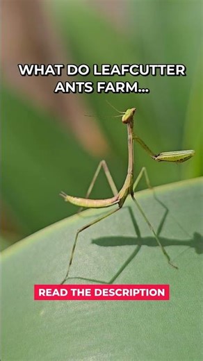 Leafcutter Ants Farm Fungi #Shorts