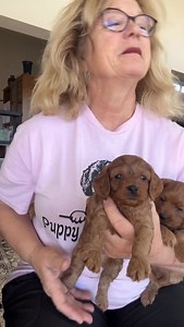 #puppyperfectionist #cavapoo #foundationstraining | Puppy Perfectionist