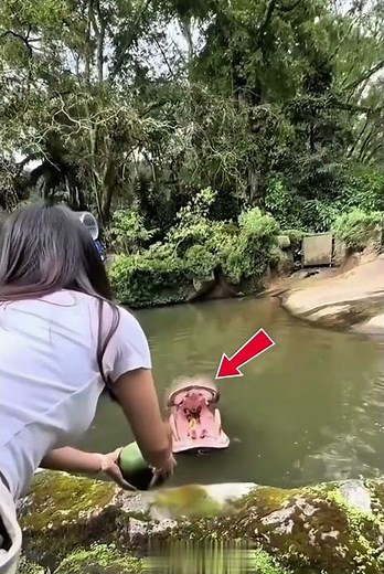 هذه الفتاة اعطت البطيخ لفرس النهر منعآ لغضبه رووووعة