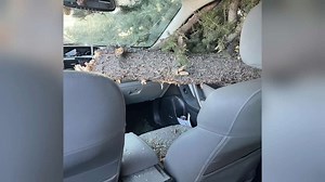 Laurel woman recounts close call after tree falls onto her car during windstorm