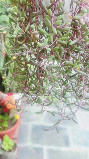 #fyp #ruby necklace #propagation #succulent #hanging plant #tiktoknepal ##creatorsearchinsights