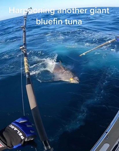 Exodus Fishing on TikTok