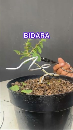 Creating a Bonsai Tree Concept From a Jujube Tree