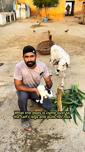 My pregnant rabbit steals calf's hairs for Nesting..... #rabbitnest #rabbitrescue #rabbitmudhouse #rabbithouse #adilpetshub | Adil Pets Hub