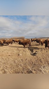 Bison Will KILL Cows?! 🦬⚠️ The Shocking Truth About Mixing Herds 😱 #beefalo #bison #wildbison #buffalo #tatanka #dangerous #herdmanagement #wildanddomestic #trendingnow #viralnow #trinityvandenacre #lifeinthewest #bisonvscow #educational #interesting #bisonranch #animaldanger | Life in the West