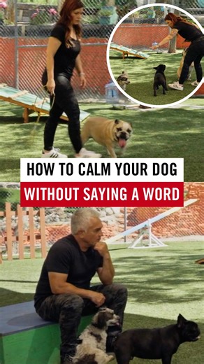 In this episode of Better Human Better Dogs, I teach Susie a powerful lesson: leadership doesn’t come from louder commands—it comes from calm energy. 🐶✨ As she works with Izzy, I show her how tension and excited voices trigger stress. When Susie grounds herself and leads with presence, Izzy finally relaxes and follows. 👉 Watch more videos like this on my YouTube channel! En este episodio de Better Human Better Dog. Le enseño a Susie una lección poderosa: El liderazgo no viene de órdenes más fu