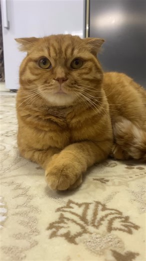 Deniz Peker on Instagram: "Hobilerimden biri annemin 8 kilo kedisine ödül maması vermek 😂 #fatcat #catlovers #kedivideosu #funny #catreels"