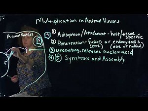 Multiplication of Animal VIruses