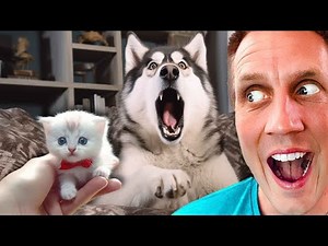 Overdramatic Pets That Will Make You Smile