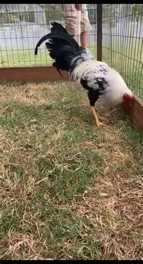 puckett's game farm #GamedayCock #AmericanGamefowl #GamefowlLife #RoosterBreeding #GamedayFarm #ChampionGamefowl #FowlBreeding #FightingRoosters #GamefowlWorld | Puckett's game farm