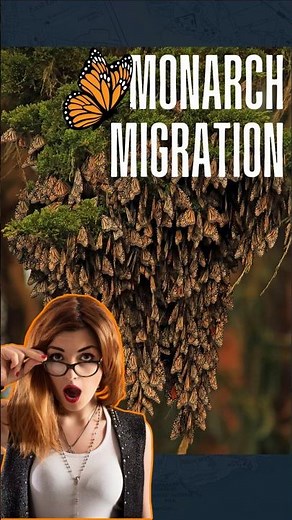 Monarch Butterfly Migration Mexico: Forests Alive with Wings #travel #nature #mexico