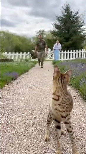 😹 🐈‍⬛ Rare Serengeti Cat runs to Soldier Dad! #cat