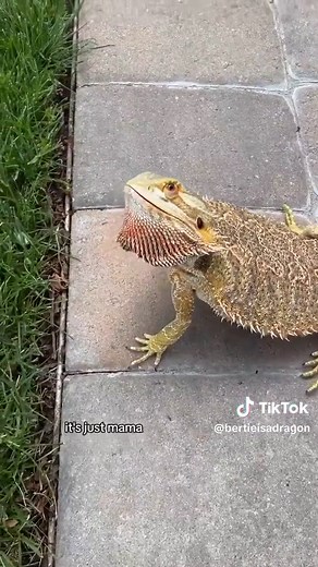 Understanding Scared Bearded Dragons: A Unique Behavior