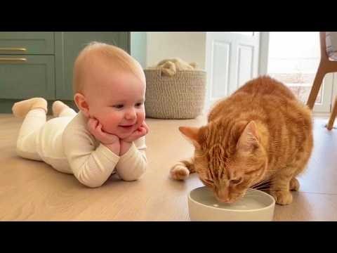 Funny Baby Playing with Dogs and Cats - Cute Babies Videos || Cute Wee