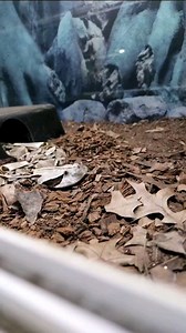 Striker, our West African Gaboon Viper (Bitis rhinoceros), seems to be on it this year! Some say shame he is off and blind etc from our last video of him. This is his normal self. What a champ! We have it in slow motion and super slow motion for you. Check the venom! It's just amazing. #Bitis #westafricangaboonviper #gaboonviper #bitisrhinoceros #Viper #adder #venomoussnakes #gaboonsofinstagram | Reptile Garden