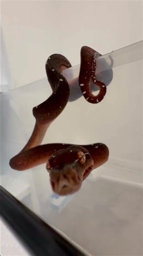 Baby Green Tree Python thinks I smell like food.