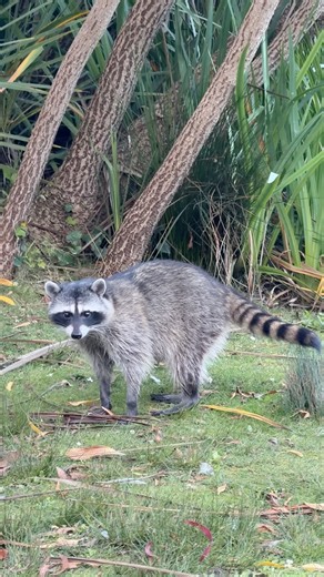Cute Raccoon & Ducks at Blue Heron Lake (Stow Lake), Golden Gate Park