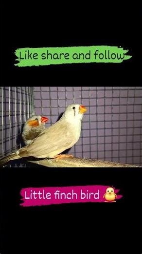 💥 Finch Bird 🐦🕊️ ll#iconicbird #birds #parrot #viral