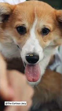 Bluey: The World's Oldest Dog