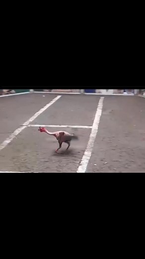 Chooks to go | Guilbert Breed's