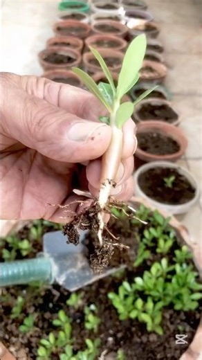 How & When To Transplant “Baby Adenium “ From Nursery to pot #adeniumcare #shorts #🌱🪴🎋👍