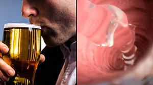 Simulation shows what happens when you drink alcohol on an empty stomach