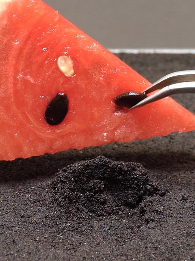Growing Watermelon From Seed: A Time Lapse Journey