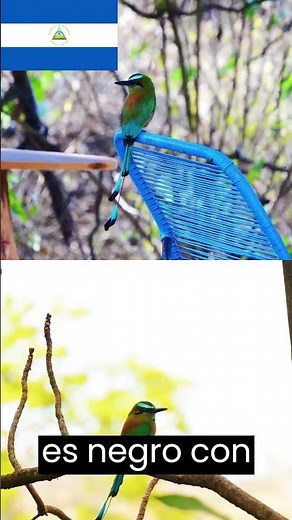 El Guardabarranco 🕊️🕊️ ave nacional de Nicaragua