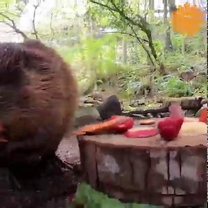 120K views · 3.8K reactions | The Oregon Zoo’s resident “branch manager” – a beaver named Filbert – has celebrated his 10th birthday. Filbert is seen chowing down on a birthday spread consisting of healthy treats. | CBS Sunday Morning | Facebook