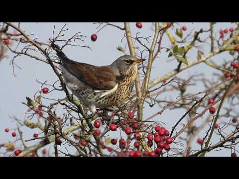 The Fieldfare and its call