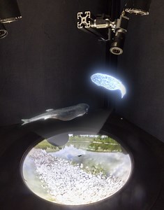 Scientists use virtual reality for fish to teach robots how to swarm
