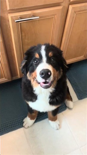 His smile is contagious 😃🖤 #bernerlovers #dogsmile #bernesemountaindoglovers #berner #puppylife