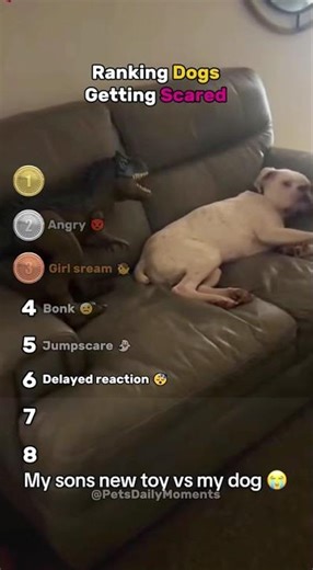 Ranking Dogs Getting Scared 👻