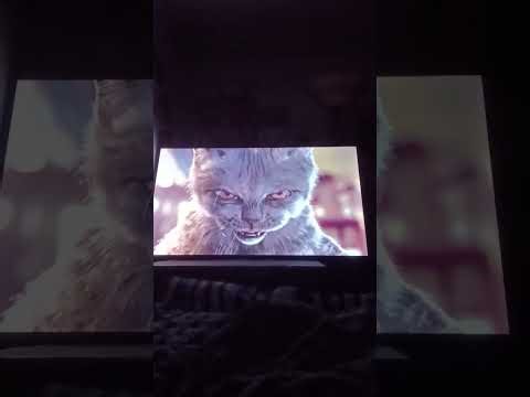 Cats and Dogs 2001 Russian Cat scene