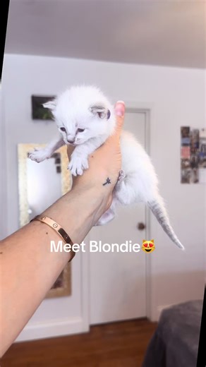 Blondie already has a forever home, she just wanted to show you how cute she is🥰 #starlassiamese #lynxpointsiamese #siamesekittens #cattery #houston