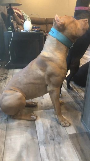 Amazing XL Pitbulls Showing Off Their Shredded Muscle