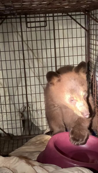 532K views · 26K reactions | BEAR League got a call two nights ago...