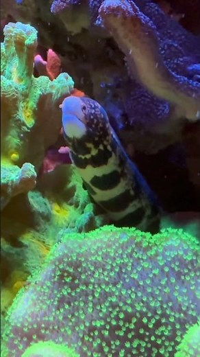 Snowflake Moray Eel in a mixed reef aquarium, just chillin’ #craftaquatic120