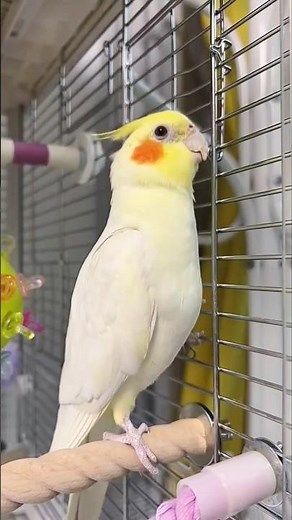 Adorable Cockatiel Jerry's Cute Singing and Dancing Moments 🎶 🦜 ☺️ 💖 #cockatielscraze #cutepets