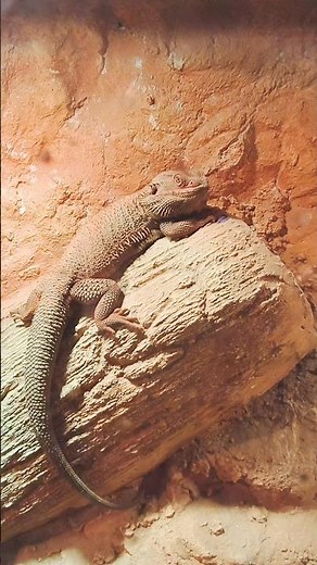 The Central bearded dragon reptile #reptiles #wildlife #amazingfacts #reptile #reptilelife