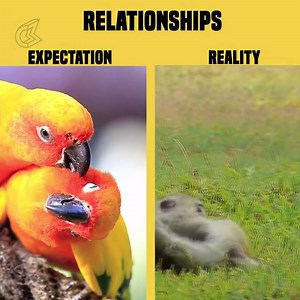 141K views · 872 shares | What being in a relationship actually is like! | Being Indian | Facebook