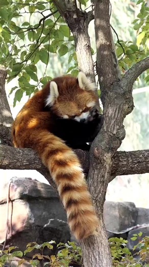 A red panda is a charming, tree-dwelling mammal known for its fluffy, rust-colored fur, playful antics, and bamboo-munching habits. #RedPanda #FYP #AdorableWildlife #FluffyFriends #NatureVibes