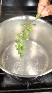 78K views · 837 reactions | Shocking Benefits of Peppermint & Leaf of Life Tea You Never Knew! 勞 #PeppermintTea #LeafOfLife #HerbalHealing #SuperfoodSecrets #RespiratoryHealth #ImmuneBoost #DigestiveSupport #DetoxTea #FoodAsMedicine #ShockingBenefits | Javaun Thompson | Facebook